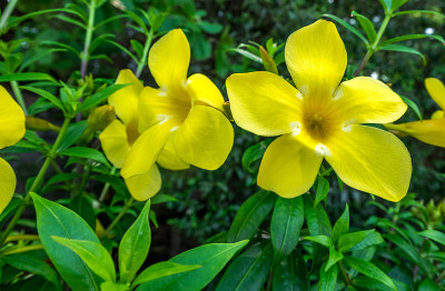 黄花盛开