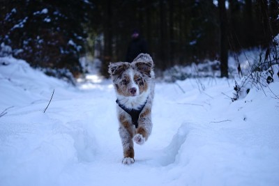 狗狗小狗冬天的雪
