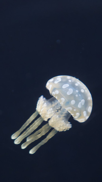 观赏鱼及水母