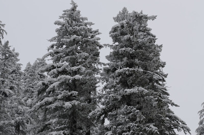 雪冻