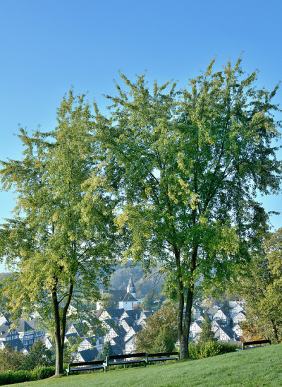 德国科德宝,Siegerland Sauerland