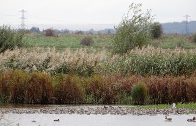 泻湖上的一大群黑尾Godwits，芦苇，开花的草和塔的背景