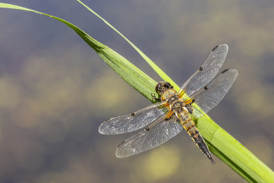 一个四斑点追逐蜻蜓昆虫，Libellula quadrimaculata的特写