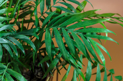 接近棕榈树叶子在阳光下棕色的背景。室内园艺，室内植物护理