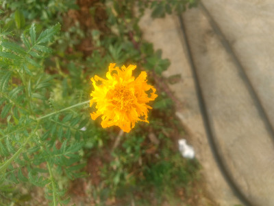 花园里鲜花盛开
