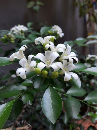 白色的茉莉花