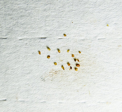 一张纸上有寄生虫。从皮肤上挤出的寄生虫。壁虱寄生虫。