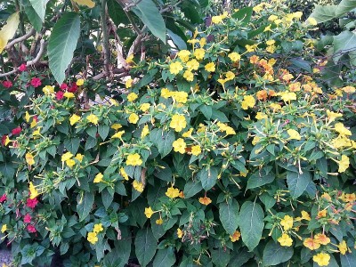 贾拉帕奇迹花
