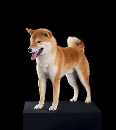 可爱的红色柴犬