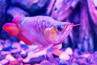 红王龙鱼在近距离观察水族馆