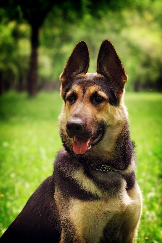 德国牧羊犬的肖像