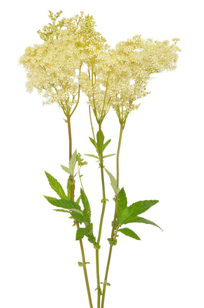 金盏菊花