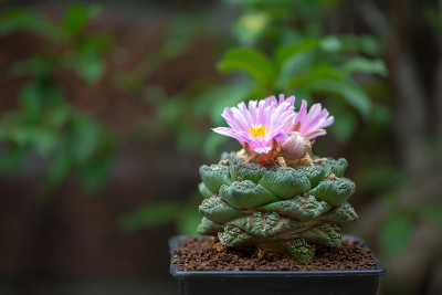 仙人掌的粉红色的花