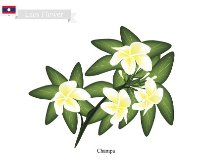 老挝国花占巴或鸡蛋花