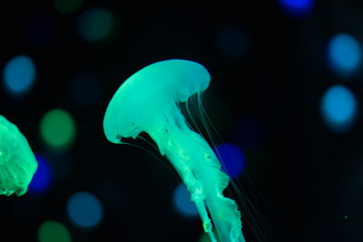 水母