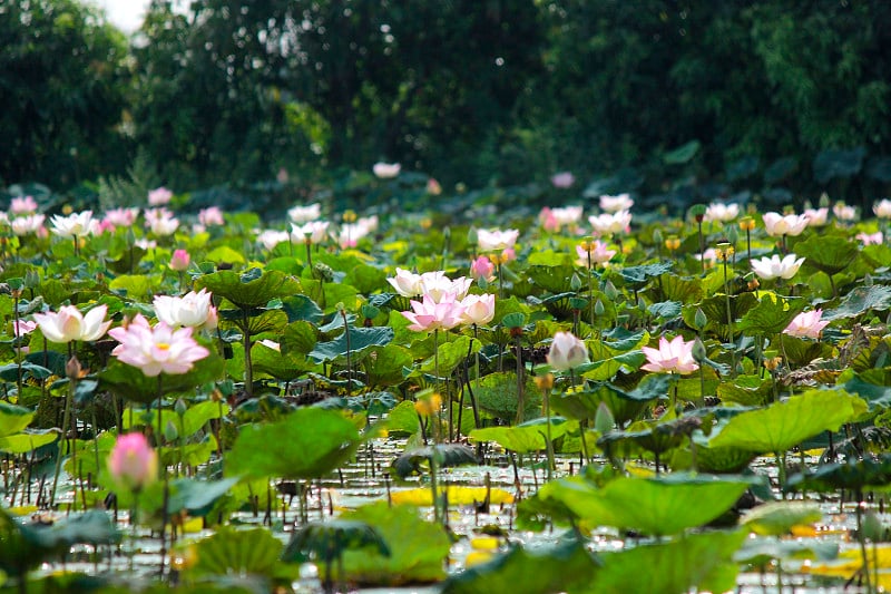 池塘里盛开的睡莲花