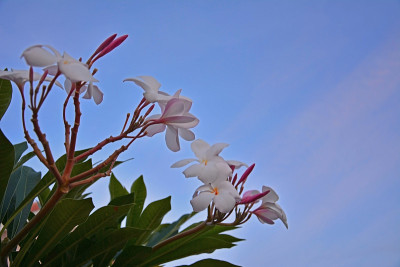 天上有鸡蛋花