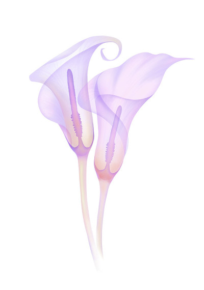 集透明花马蹄莲
