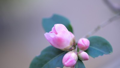 公园里的茶花展览
