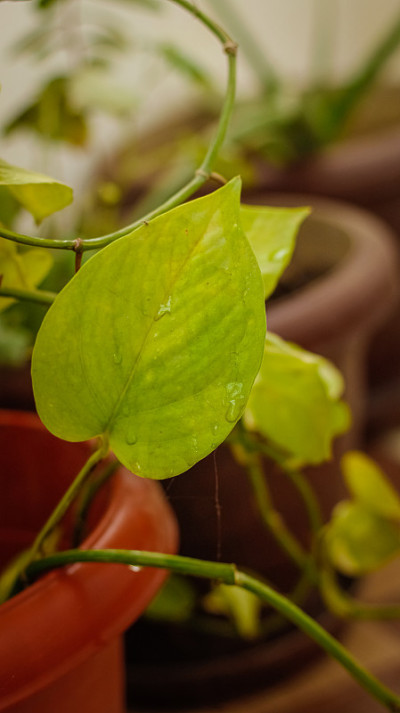 热带' epipremum金色大理石女王' pothos房子植物或印度钱植物与绿色的叶子与白色的杂色