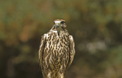 Saker猎鹰(falco cherrug)