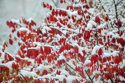 燃烧的灌木树叶在雪近距离
