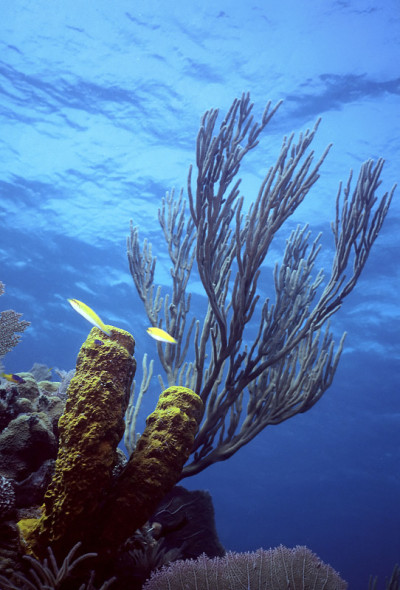 水虎鱼浅礁