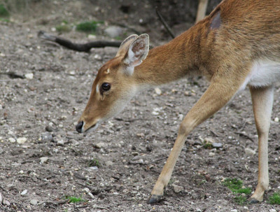 Eld's deer (Panolia eldii)