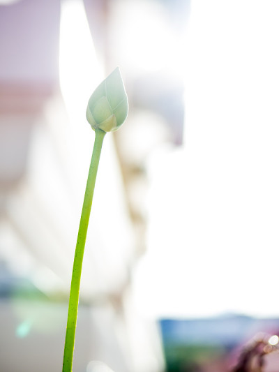 年轻的绿色莲花