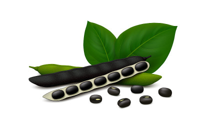 黑色豆荚(维纳芒戈)豆荚和叶子孤立在白色背景