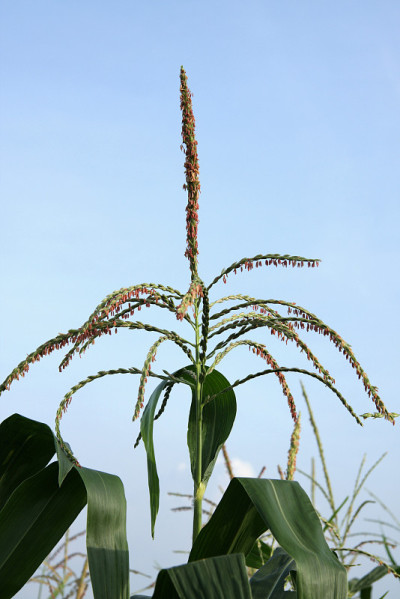 玉米的花