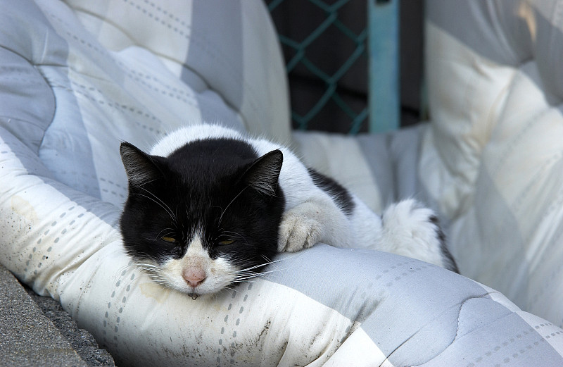 不满嘴豆子的猫