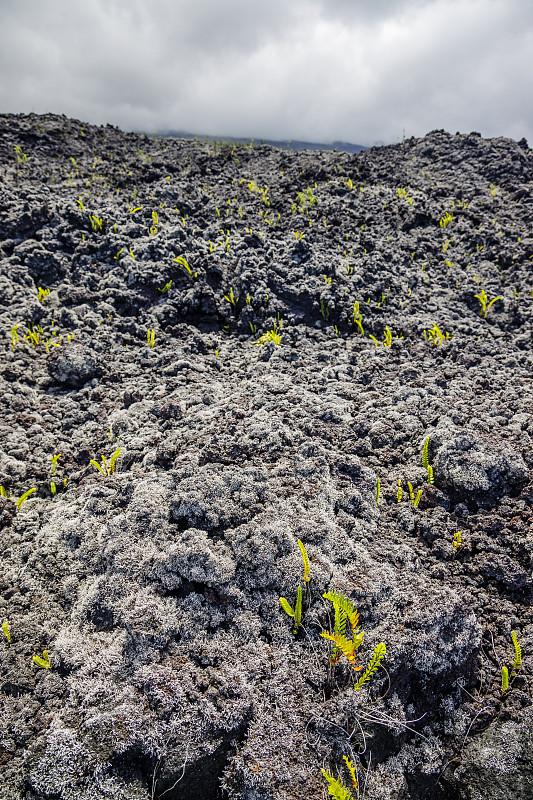 留尼旺岛的Grand Brulé火山熔岩流