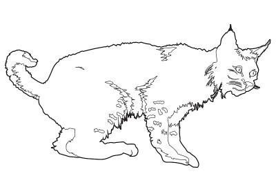 猞猁