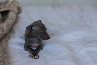 意大利灵缇犬Puppie