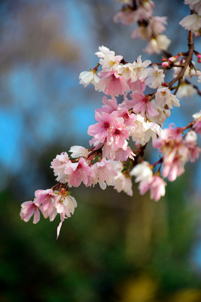 Winter-flowering樱花。