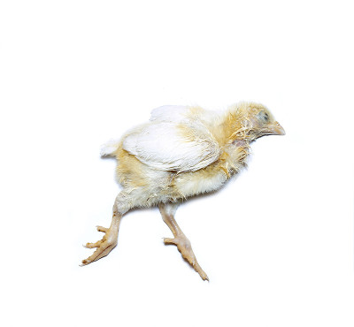 一只死于球虫病的肉鸡的尸体