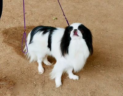 小的狗