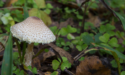 毒蕈，一个有毒的蘑菇在森林的绿色苔藓地上的特写