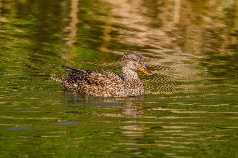 女性Gadwall