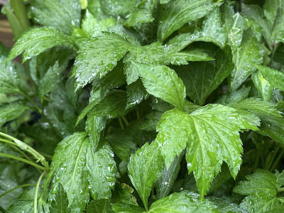 白艾叶蔬菜成分草药汤和健康的生活