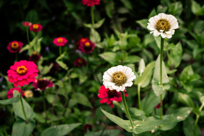 Zinnia花
