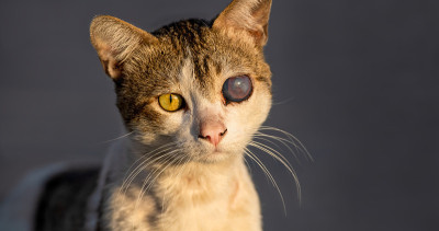 猫收容所动物救援义眼