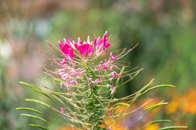 蜘蛛花