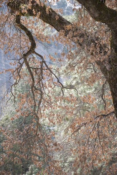黑橡树的枝杈靠着优山美地的花岗岩墙壁