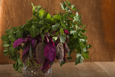 Bunch of red orach with parsley and lovage