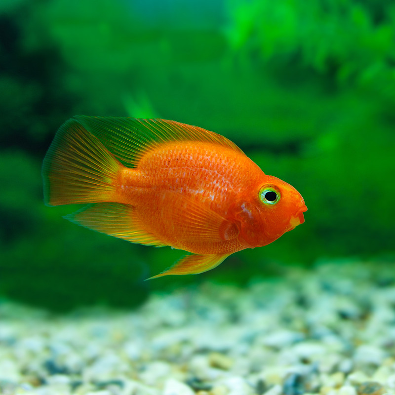 红血鹦鹉慈鲷在水族植物的绿色背景下。有趣的橙色色彩鱼-爱好概念