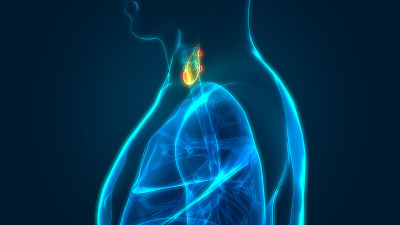 人体腺体甲状腺解剖学