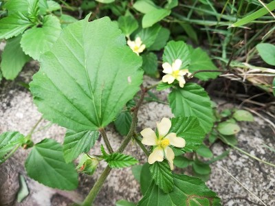 茉莉花，茉莉花，阿拉伯茉莉花，茉莉花