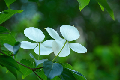 开花山茱萸